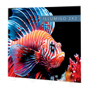 Illumigo 2X2