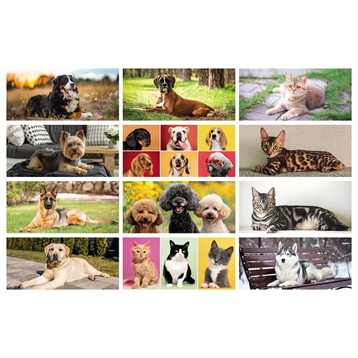 [PRT-PA403] Cani E Gatti
